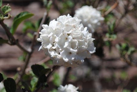 White Snowball Bush Flowers blooming in spring Close-upの写真素材