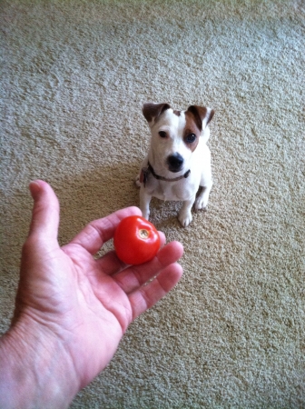 jack Russell terrier dog wants to play ball with the tomatoの素材