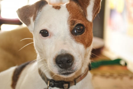 Jack Russell Terrier dog up close sitting with soft backlighting and sweet expression の写真素材