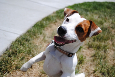 Jack Russell Terrier on hind legs begging outside on grassの写真素材