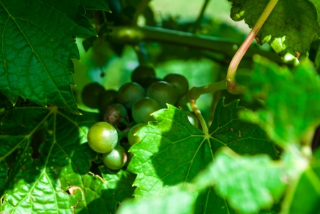 close up a a bunch of green grapes on the vine in the august sun の写真素材