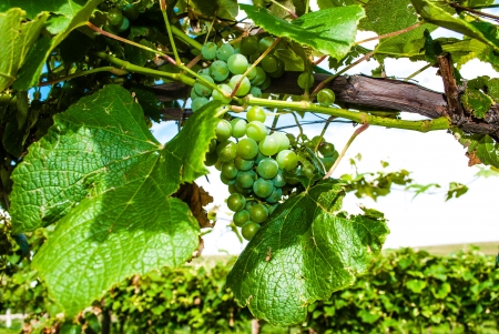 large grape leaves and a clump of green grapers ripening on the vineの写真素材