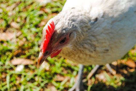 White Andalusian hen free ranging in bright sun close-up