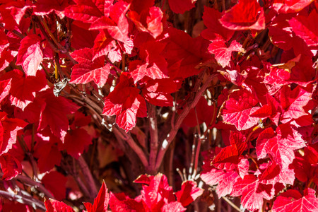 Brilliant red fall foliage in mass plantingの写真素材