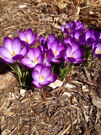 Purple crocus popping up in the Spring の素材