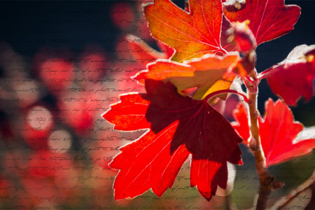 Beautiful fall leaves with notes across photo