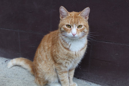 Cat in front of old wallの写真素材