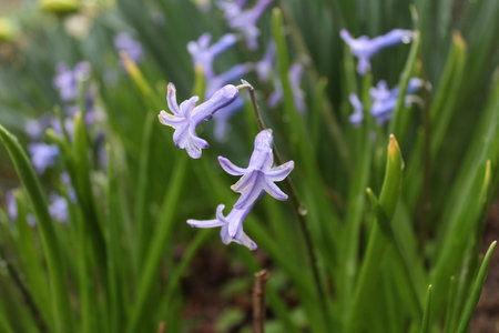 Flower Hyacinthus orientalis in natureの写真素材