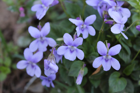 Common Dog-violet - Viola riviniana .Closeup of flowerの写真素材