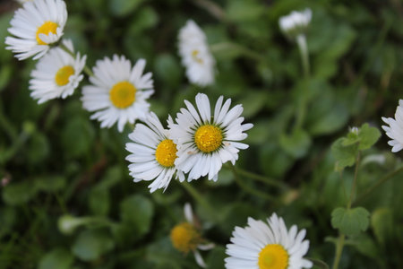 Bellis perennis - Detailed closeup of white daisy flowerの写真素材