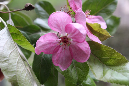 Beautiful apple blossomの写真素材