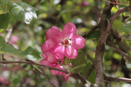 Beautiful apple blossom on a sunの写真素材