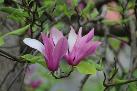 Bright pink Magnolia Susan liliiflora flowers with green leaves in the garden in springの写真素材