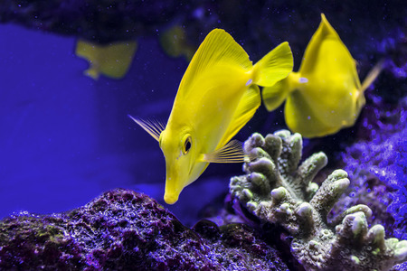 fish swim with corralの写真素材