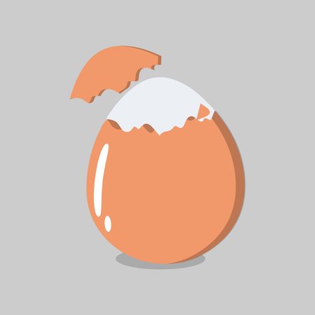 Egg vector illustration, Collection of whole, broken, fried, yolks, eggshells and boiled eggs. Whole and broken white and yellow fresh raw eggs.のイラスト素材