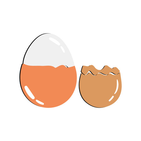 Egg vector illustration, Collection of whole, broken, fried, yolks, eggshells and boiled eggs. Whole...