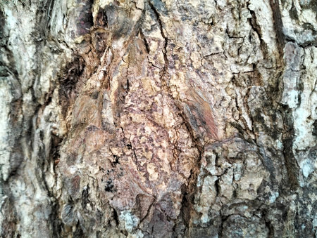 Texture pattern formed for the rough bark of huge trees. Pine bark texture for background. Old rough...