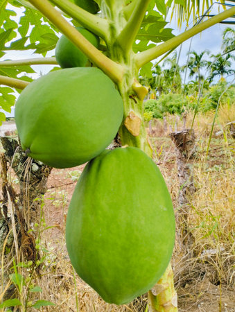 Green Papayas on Tree in a Tropical Garden.Close-up of unripe green papayas growing on a tree in a...