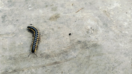 A black and yellow flat-backed millipede moving on a rustic cement floor background, representing tropical insect wildlife and garden pests