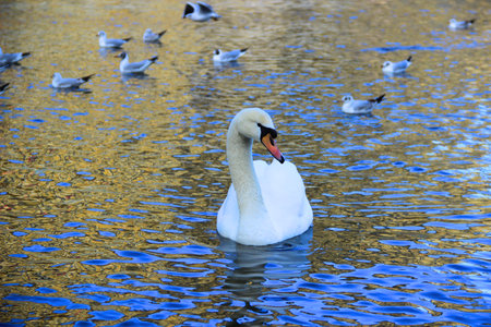 A beautiful white swan is floating on the riverの写真素材