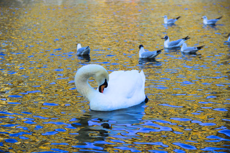 A beautiful white swan is floating on the riverの写真素材