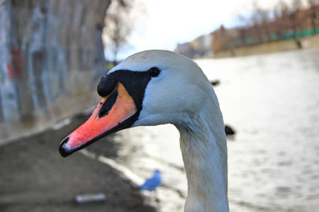 The head of a beautiful white swan in water dropletsの写真素材