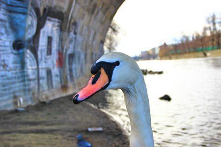 The head of a beautiful white swan in water dropletsの写真素材