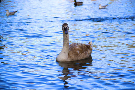 A beautiful young swan is floating on the riverの写真素材
