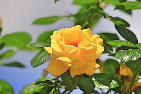 Big beautiful yellow wild rose flower surrounded by green leavesの写真素材