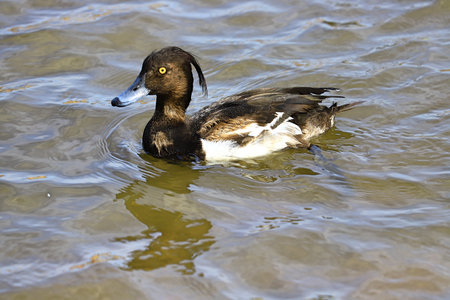 A strange black bird with a tuft floats on the riverの写真素材