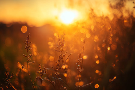 Golden Hour Sunlight, Meadow Grass Silhouettes at Sunset, Warm Light Nature Background