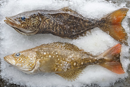 Stunning top view of three unique sea fish on ice for online store promotion
