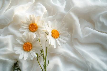 Stunning top view of daisies on white fabric background with light and shadow play in photographyの写真素材