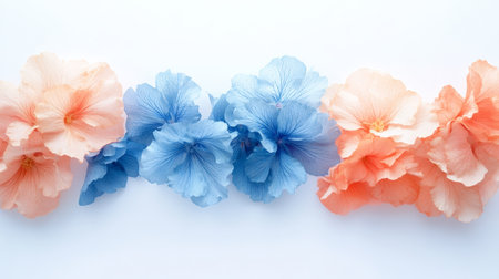 Watercolor blue and peach flowers on white background in a long horizontal banner designの写真素材