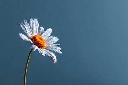 Close up of a single daisy on a blue background with ample copy space for web banner useの写真素材