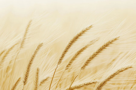 Tranquil landscape of soft wheat grasses swaying in a minimalist beige backgroundの写真素材