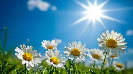 Vivid white daisies flourish in lush green grass beneath a clear azure sky, illuminated by warm, golden sunlight creating a cheerful spring ambiance.の写真素材