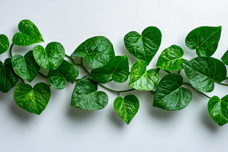Lush, vibrant green ivy foliage elegantly cascades across a clean white backdrop, highlighting...