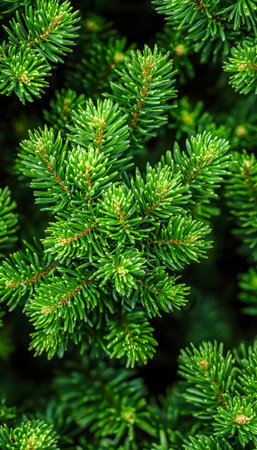 Lush green pine branches with thick, pointed needles create a textured natural canopy, evoking...