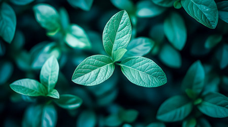 Lush green foliage featuring intricately textured surfaces and vivid hues, perfect for nature themes, eco-focused projects, or vibrant botanical designの写真素材