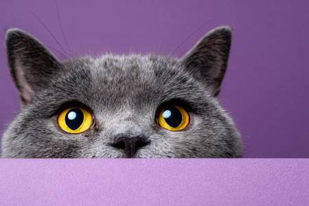 A sleek gray feline with bright eyes cautiously surveys the scene from behind a violet platform, set against a matching purple backdrop, exuding intriの写真素材