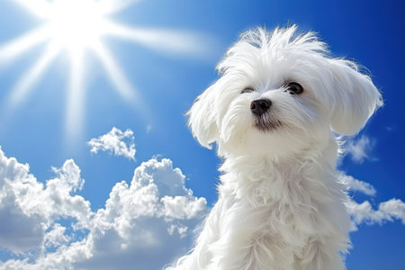 A charming white pup basks happily under a vibrant blue sky dotted with soft, billowy clouds, radiating joy and serenity in a sunny outdoor setting.の写真素材