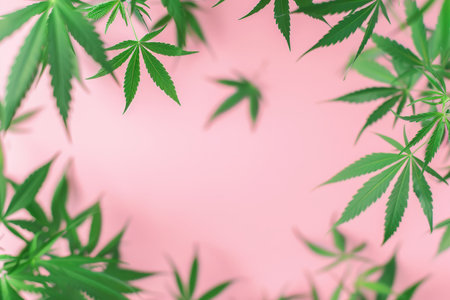 Green hemp leaves gently falling on vivid pink background for a vibrant contrastの写真素材