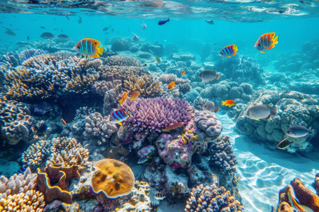 Colorful coral and vibrant fish in the red sea, egypt, africa - high quality photographic imageの写真素材