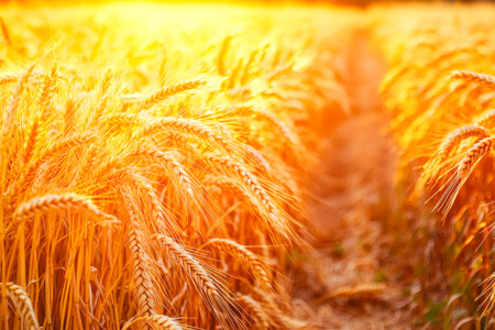 Bright sunlight illuminates tall, ripe wheat stalks swaying gently in a vast amber landscape, evoking warmth and abundance.の写真素材