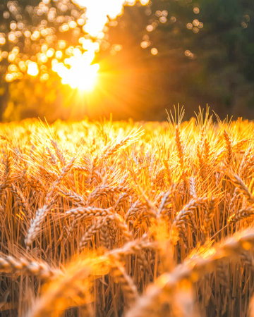 A vast ripe wheat landscape bathed in the golden hue of sunset, with gentle breezes sway stalks and a glowing sky creating a peaceful countryside sceneの写真素材