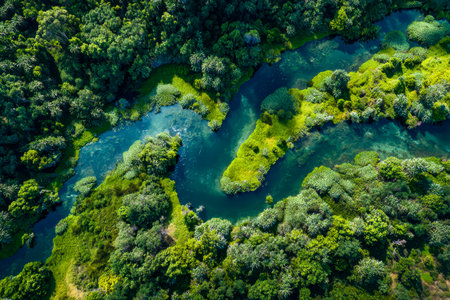 An energetic panorama captures serpentine waterways weaving through dense, verdant woodland under bright sunlight, highlighting nature's intricate patの写真素材