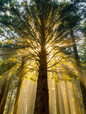 Dawn's gentle glow filters through towering pines, casting shimmering golden rays that awaken the...