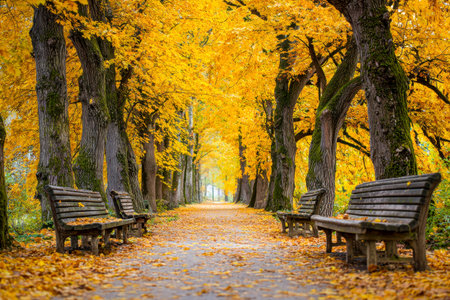 A serene fall scene featuring a quiet trail flanked by brilliant gold foliage, with rustic benches...
