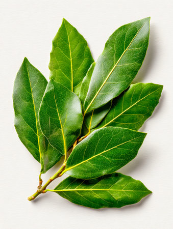 Vibrant, lush foliage arranged in a compact bundle, highlighting rich green tones and spiny edges...